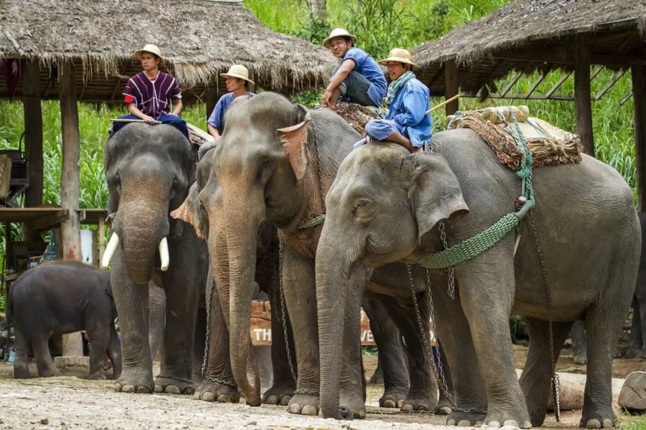 ค่ายช้างไทยถึงจุดเปลี่ยน: ปรับตัว ยึดหลักจริยธรรม และเอาตัวรอดในโลกหลังการระบาดใหญ่