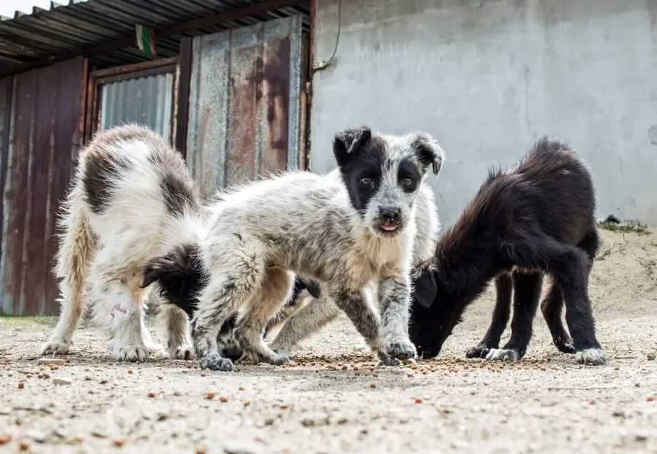 What Are Stray Animals?