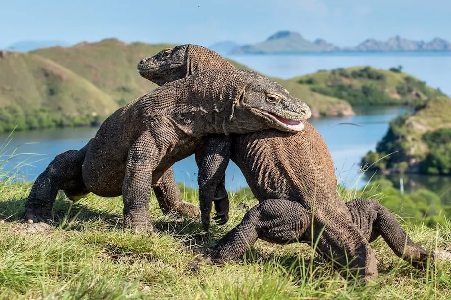 วิลลาหรูในอุทยานแห่งชาติโคโมโด: แผนพัฒนาจุดชนวนกระแสต่อต้านรุนแรงและการถกเถียงทั่วโลก