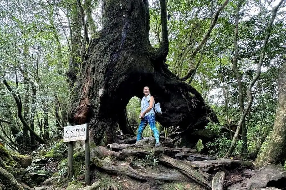 ยากุชิมะ: เกาะป่าโบราณที่เป็นแรงบันดาลใจให้เจ้าหญิงโมโนโนเกะ