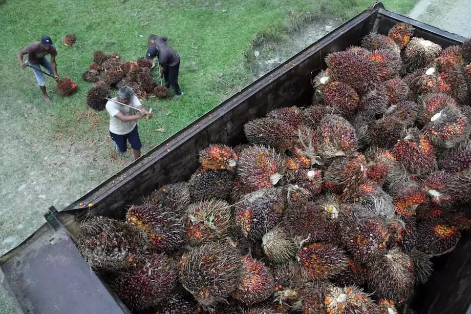 จีนต้องการหลักประกันการจัดส่งน้ำมันปาล์มจากอินโดนีเซีย ขณะความต้องการเพิ่มขึ้นและจาการ์ตาเตรียมใช้ B50