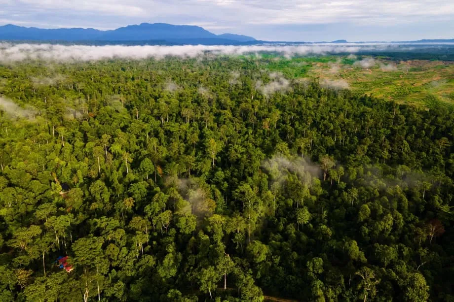 อินโดนีเซียกับกองทุน Tropical Forests Forever Facility ในการประชุม COP30