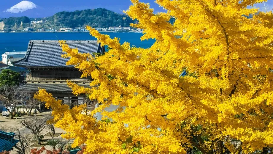 คามาคุระในฤดูใบไม้ร่วง: เดินชมวัดท่ามกลางเมเปิลสีแดงชาดและแปะก๊วยสีทอง