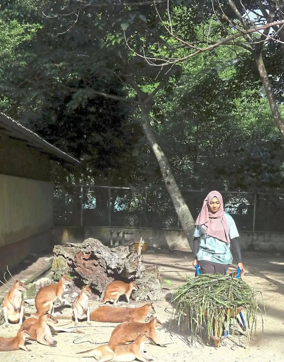 อาสาสมัครสร้างผลกระทบที่สวนสัตว์แห่งชาติมาเลเซีย ผ่านโครงการ KeeperKu