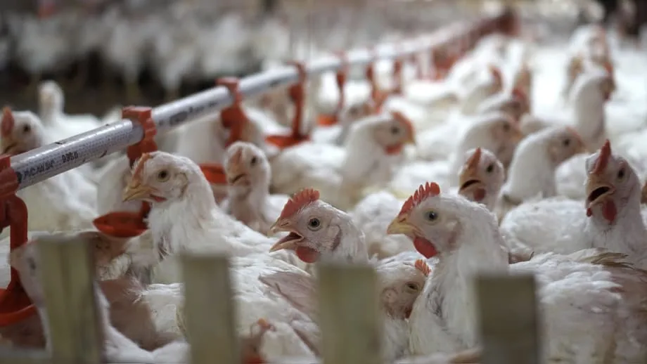 The Future of the Poultry Industry in Indonesia: Projections for 2025