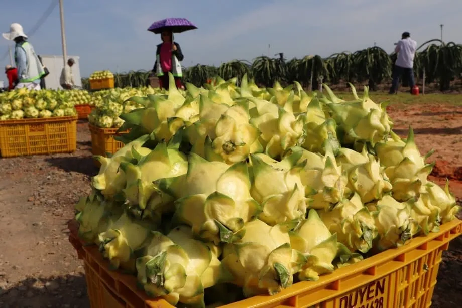 การส่งออกแก้วมังกรของเวียดนามต่ำสุดในรอบ 11 ปี ท่ามกลางการแข่งขันทั่วโลก