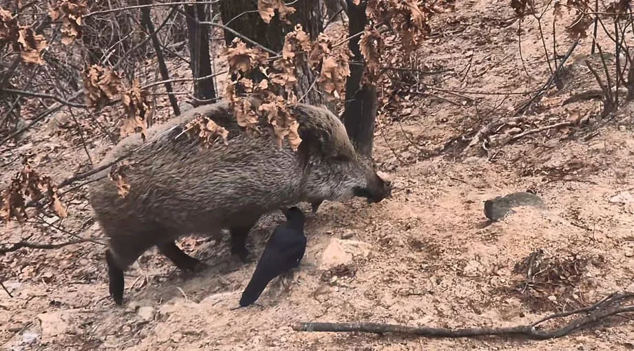 หมูป่าเพิ่มจำนวนในอุทยานแห่งชาติภูเขาพุกฮัน กรุงโซล