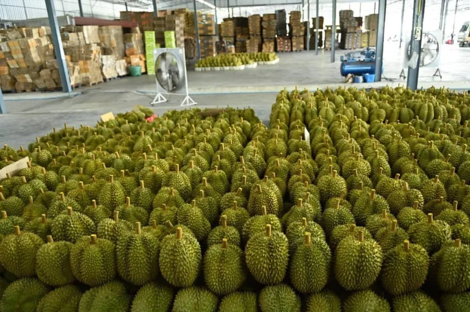 อุตสาหกรรมทุเรียนไทยเผชิญวิกฤตรอบด้าน เมื่อผลผลิตทุบสถิติชนปัญหาขาดแคลนแรงงานอย่างหนัก