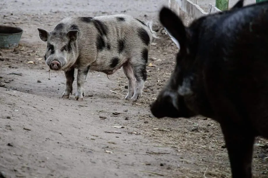 หมูป่าลูกผสมฟุกุชิมะเผยเส้นทางลัดทางพันธุกรรมที่ไม่คาดคิด