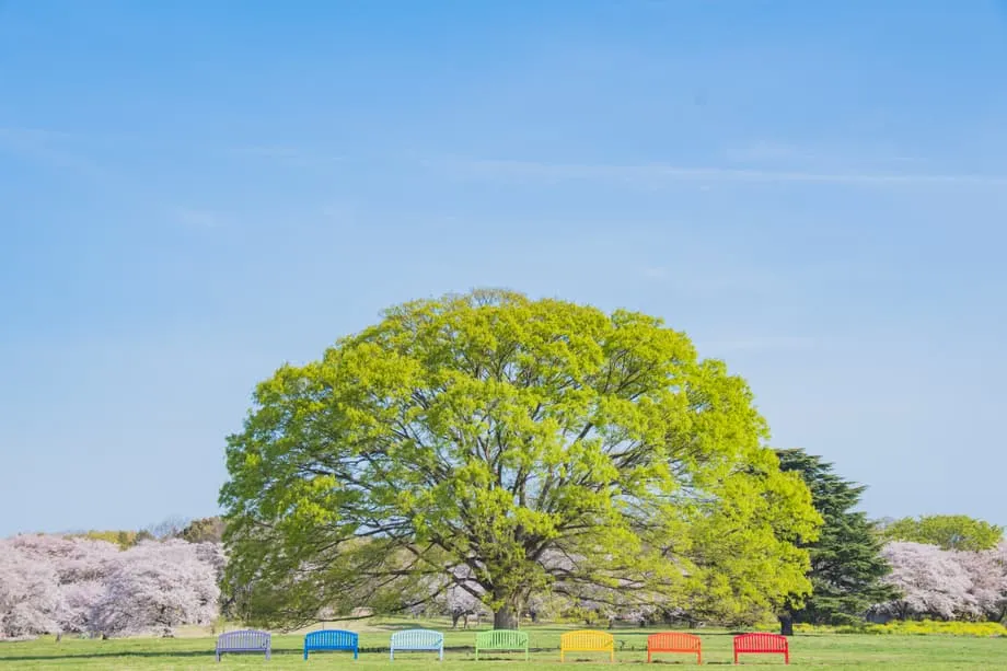 โอเอซิสฤดูใบไม้ผลิที่ซ่อนอยู่ในโตเกียว: เทศกาลดอกไม้ปี 2026 ที่สวนโชวะคิเนน เนรมิตอดีตสนามบินให้กลายเป็นดินแดนมหัศจรรย์แห่งดอกไม้