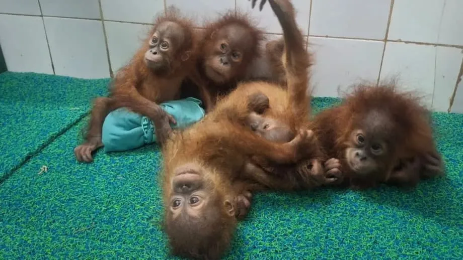 พบลูกอุรังอุตัง 5 ตัวในป่าโอดิชา อินเดียสอบสวนเส้นทางลักลอบขนสัตว์ต้องสงสัย