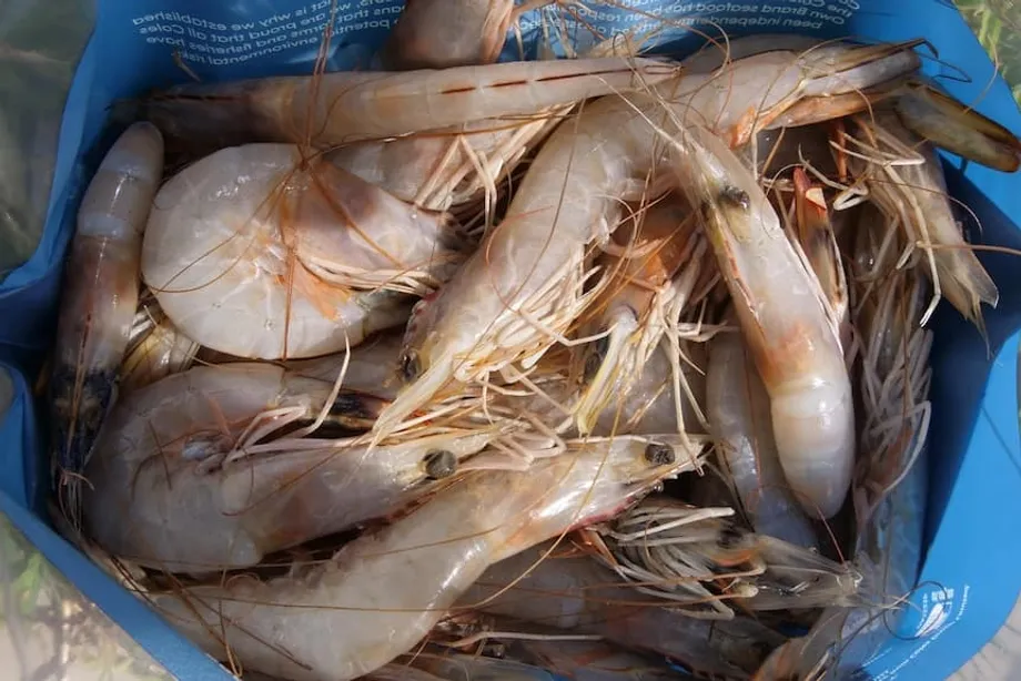 ซีเซียม-137 ปนเปื้อนกุ้ง เครื่องเทศ และรองเท้าผ้าใบได้อย่างไร: เจาะการสอบสวนกรณีรังสีในอินโดนีเซีย
