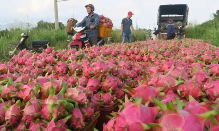 การส่งออกแก้วมังกรของเวียดนามฟื้นตัวอย่างโดดเด่น หลังความต้องการจากไทยและตะวันออกกลางพุ่งสูง